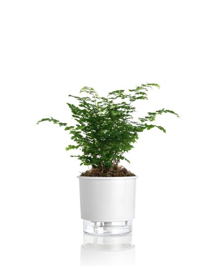 VASO AUTOIRRIGAVEL MÉDIO BRANCO 16 cm x 14 cm N03 - VASOS RAIZ