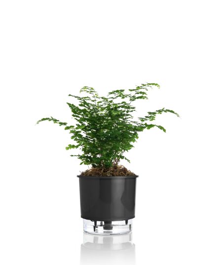 VASO AUTOIRRIGAVEL MÉDIO PRETO 16 cm x 14 cm N03 - VASOS RAIZ