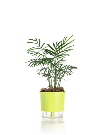 VASO AUTOIRRIGAVEL PEQUENO VERDE CLARO 12,6 cm x 11,4 cm N02 - VASOS RAIZ